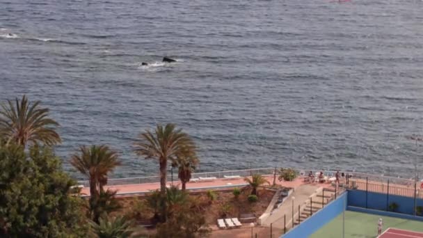 海滨浴场的文娱网球场紧邻海滨 拥有棕榈树 — 图库视频影像