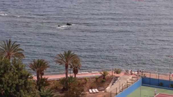 Recreatieve Tennisbaan Een Beach Resort Naast Kust Met Palmbomen — Stockvideo