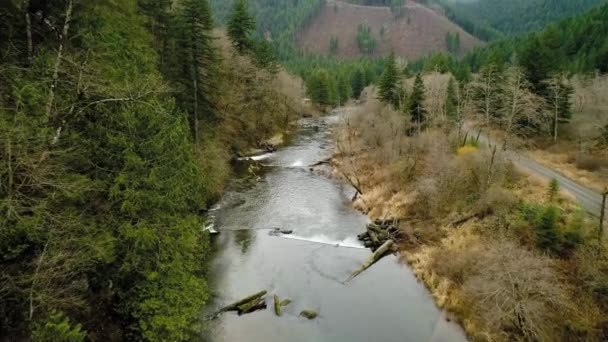 Close Flight Washougal River Evergreen Trees Unimproved Road — Stock Video