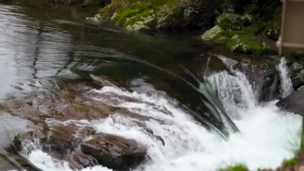 Beautiful Laminar Flow Small Rapid Dougan Falls Washougal River — Stock Video