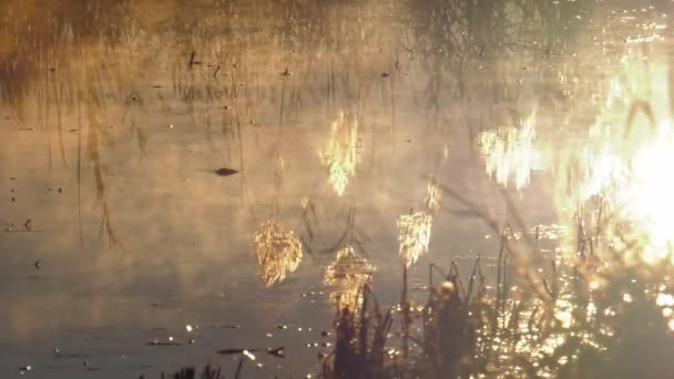 Morgennebel Auf Ruhigem Wasser Sumpfgebieten Der Den Sonnenaufgang Reflektiert — Stockvideo