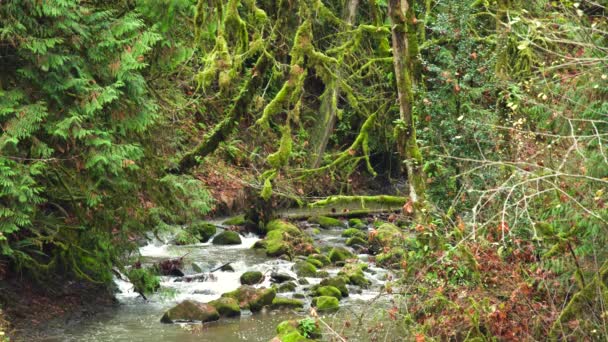 Creek Gaat Door Kleine Rotsen Rotsblokken Hidden Falls Nature Part — Stockvideo