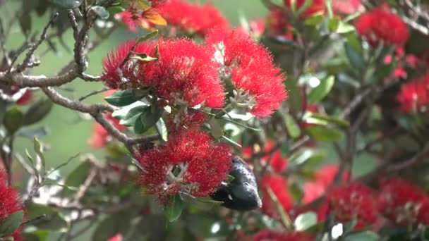 Ein Tui Vogel Neuseeland Ernährt Sich Zeitlupe Von Einem Pohutakawa — Stockvideo