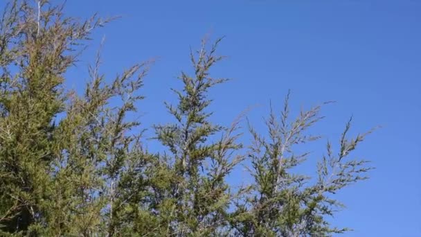 Árvores Cedro Evergreen Soprando Vento — Vídeo de Stock
