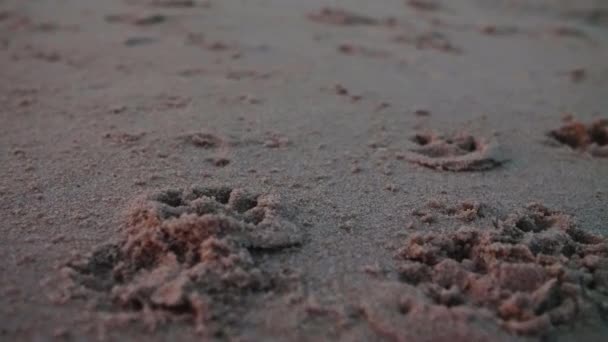 Hondenpootafdrukken Zand Het Strand Slow Motion — Stockvideo