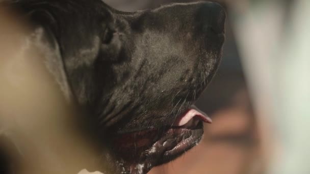 Black Labrador Retriever Hijgen Zomer Warmte Met Speeksel Druipen Close — Stockvideo