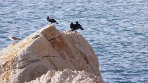 青い海の背景を持つ岩の上に鵜の乾燥翼 — ストック動画