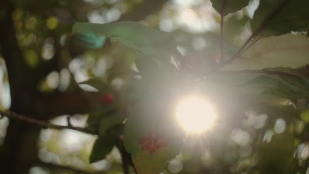 Sinar Matahari Belakang Ceri Pada Cabang Pohon Lambat Gerak — Stok Video