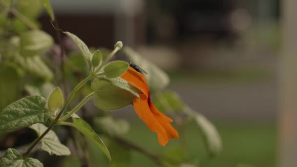 House Fly Flying Away Orange Flower Slow Motion — Stock Video