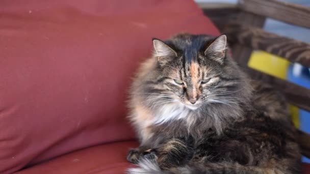 Długowłosy Kot Calico Zwija Się Ganku Swing Dla Drzemki — Wideo stockowe