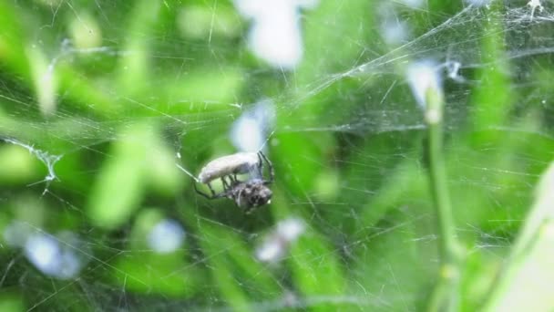 用蚕丝包裹黄蜂的球状蜘蛛 帐蓬网 西班牙面 — 图库视频影像