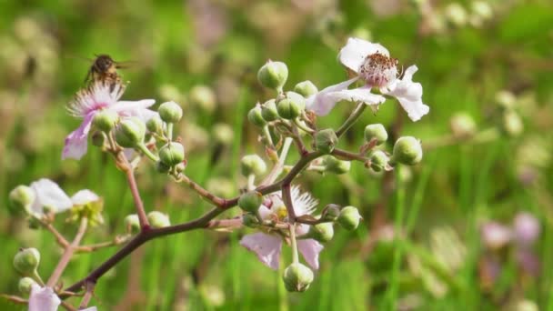 Honigbienen Brombeerstrauch Bestäubende Blüten Makro Nahaufnahme Zeitlupe — Stockvideo