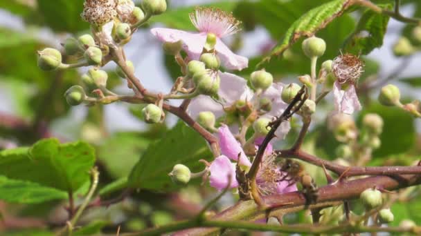Honigbiene Brombeerstrauch Sammelt Nektar Aus Rosa Blüten Nahaufnahme Makro Zeitlupe — Stockvideo
