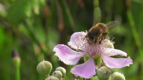 Honigbiene Auf Rosa Blüte Des Brombeerstrauches Sammelt Nektar Und Bestäubt — Stockvideo