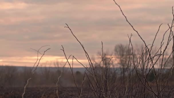 Elszenesedett Erdészeti Maradványok Ellenőrzött Égés Után Pennsylvania Erdeiben — Stock videók