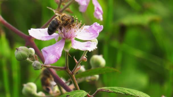 Abelhas Coletando Néctar Polinizando Plantas Flor Rosa Arbusto Amora Câmera — Vídeo de Stock