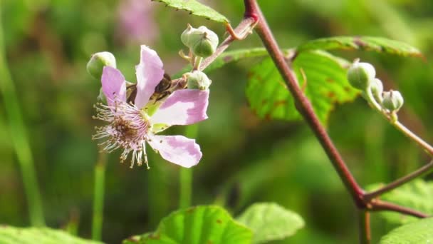 Honigbiene Auf Brombeerblüte Insektenbestäubung Makro Nahaufnahme Natur — Stockvideo