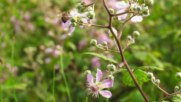 Pszczoły Miodne Różowych Kwiatach Krzewu Jeżynowego Zbierające Nektar Zapylające Makro — Wideo stockowe