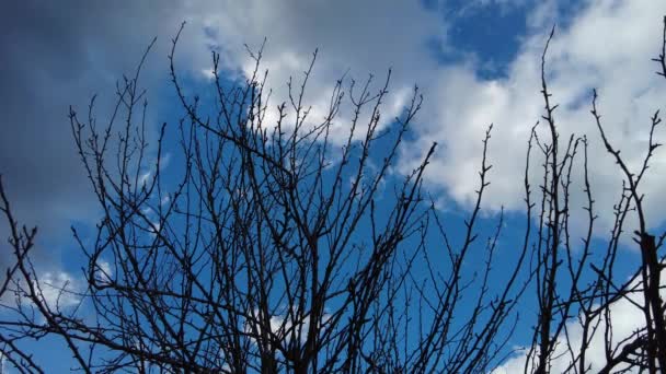 雲が通り過ぎる中 風とともに動く桜の枝 ギリシャレスボスのテルミで撮影 — ストック動画