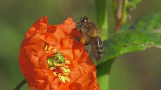 Close Honeybee Lands Red Poppy Flower Slowmo Macro Nature — Stock Video