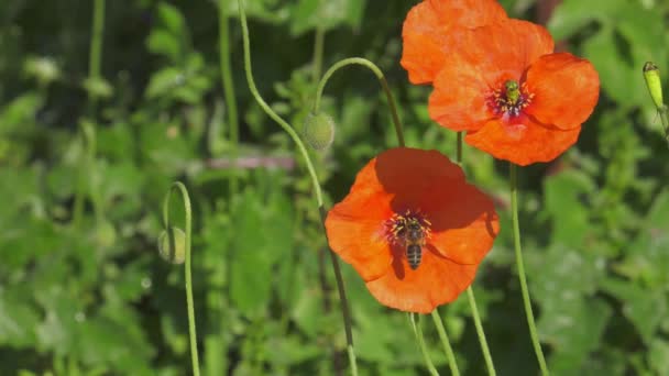 Μέλισσα Που Φέρουν Και Προσγείωση Στο Κόκκινο Λουλούδι Παπαρούνας Στον — Αρχείο Βίντεο