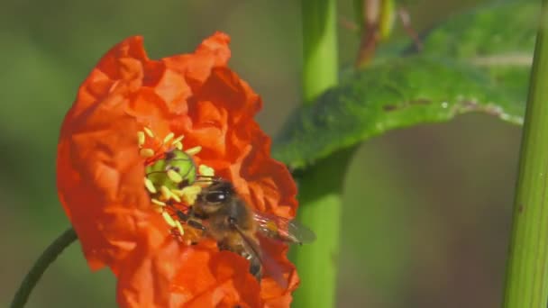 牧草地 スローモ クローズアップで赤いケシの花にミツバチの着陸 — ストック動画
