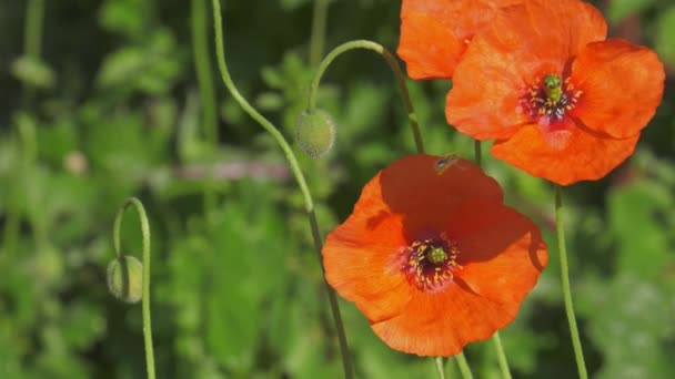 Drei Mohnblumen Mit Kleinen Honigbienen Fliegen Und Landen Auf Blütenblatt — Stockvideo
