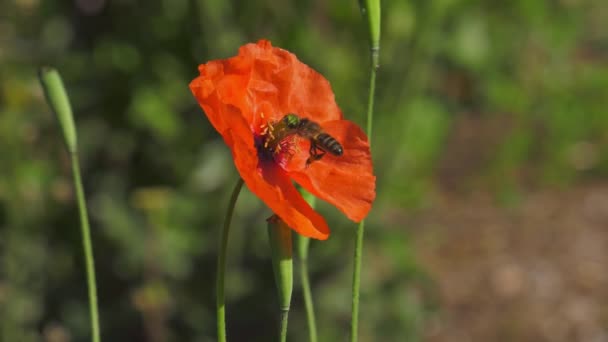 Abeille Domestique Atterrissage Gros Plan Sur Fleur Dans Pré Vert — Video