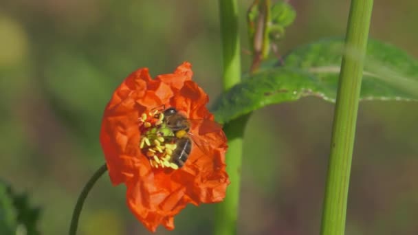 Vista Close Abelha Pouso Papoula Vermelha Polinizando Flor Prado Verde — Vídeo de Stock