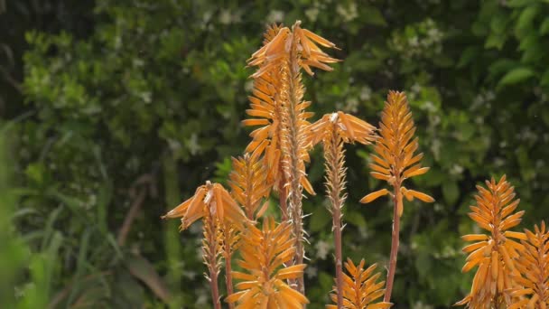 Naranja Flor Aloe Vera Planta Jardín Con Insectos Volando — Vídeos de Stock
