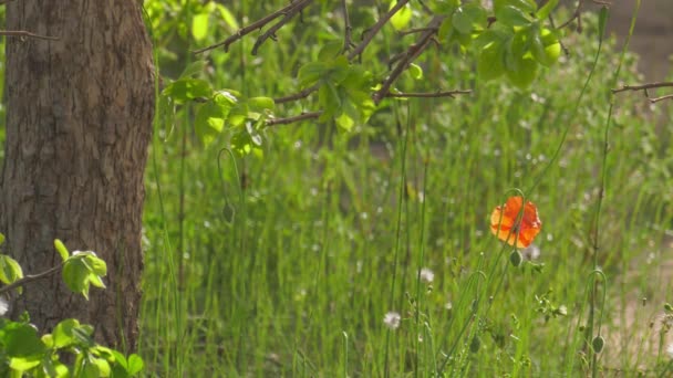 Una Sola Amapola Roja Debajo Árbol Jardín Mediterráneo Cubierto Sol — Vídeos de Stock