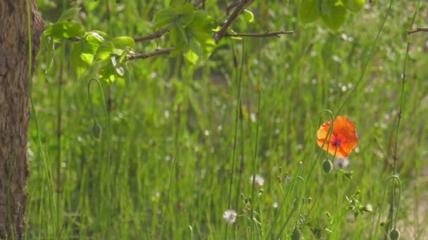 Červený Mák Mezi Trávou Plevelem Slunné Středomořské Zahradě Papaver Pinnatifidum — Stock video