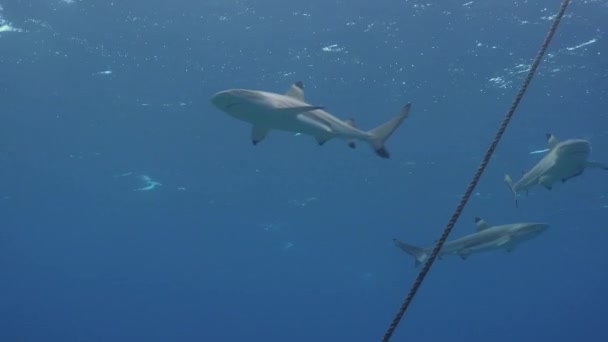 Grupo Tiburones Arrecifes Grises Nadando Alrededor Línea Amarre Barco — Vídeos de Stock