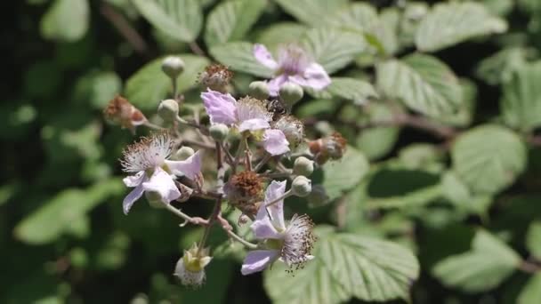 Bijen Bestuiven Paarse Bloemen Van Een Braamstruik Slow Motion Hand — Stockvideo