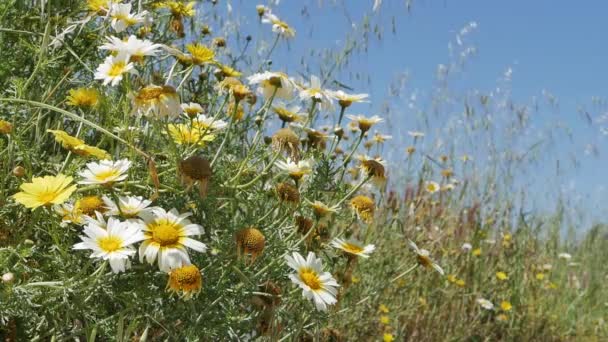 Fleurs Sauvages Marguerites Blanches Jaunes Dans Une Prairie Contre Ciel — Video