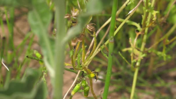 Acercamiento Hormigas Trabajando Juntas Para Recoger Semillas Una Planta Diente — Vídeos de Stock