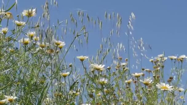 Marguerite Fleurs Sauvages Contre Ciel Bleu Dans Prairie Rurale Angle — Video