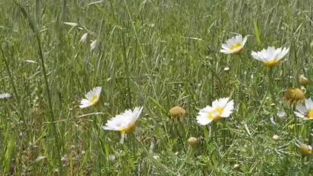 Fleurs Marguerite Poussant Dans Une Prairie Herbeuse Espagne Rurale — Video