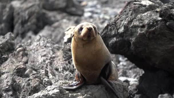 Close Filhote Cachorro Foca Pele Nova Zelândia — Vídeo de Stock