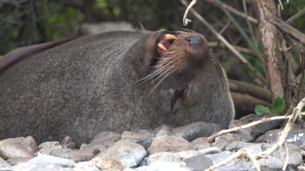 New Zealand Fur Seal Sleeping Yawning Beach — Stock Video