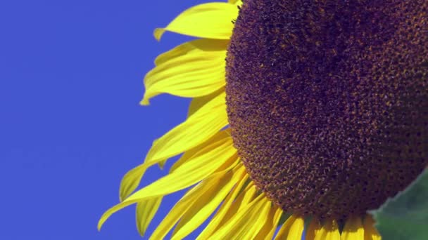 Schöne Leuchtend Gelbe Sonnenblume Die Sich Sanft Wind Gegen Den — Stockvideo