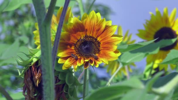 Abeilles Cueillant Nectar Sur Des Tournesols Colorés Dans Une Prairie — Video