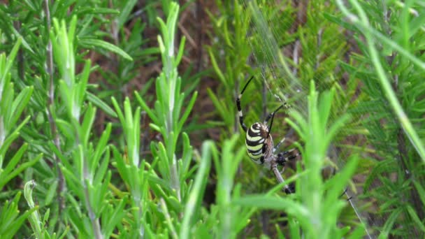 Vrouwelijke Wespenspin Een Struik Die Zich Voedt Met Prooi Grote — Stockvideo