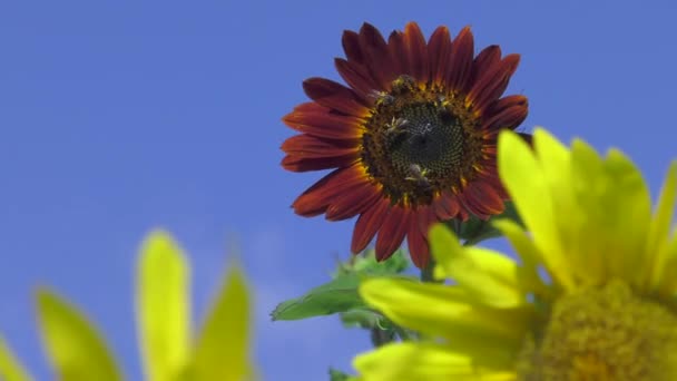 Tournesols Soufflant Dans Vent Que Les Abeilles Collectent Pollen Bucolique — Video