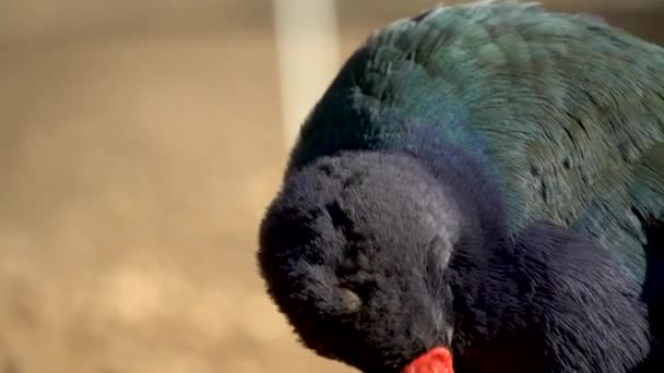 Sällsynt Nyzeeländsk Takahe Bird Beskärning Sina Fjädrar — Stockvideo