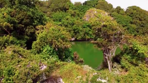 Βάθρο Πλάνο Των Πελεκάνων Φωλιές Στα Δέντρα Στην Δομινικανή Δημοκρατία — Αρχείο Βίντεο