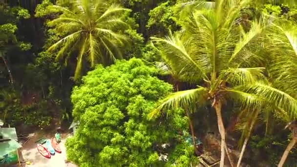Vue Dessus Des Arbres Des Palmiers Milieu Jungle Haïtiens — Video