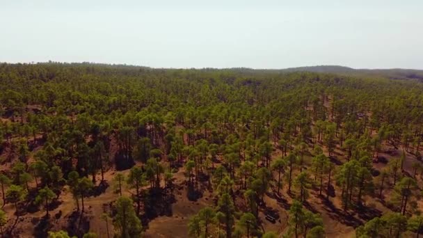 Drone Flyover Clear Sunny Day Showing Tenerife Pine Forests — Stock Video