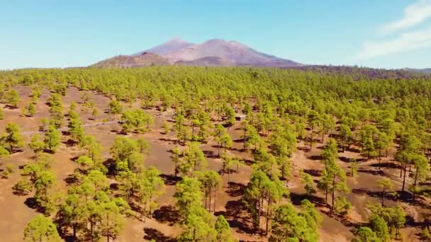 Dron Pohyboval Směrem Hoře Tenerife Borovým Lesem Popředí — Stock video