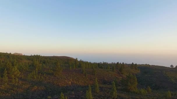 Veduta Aerea Della Foresta Temperata Conifere Nelle Isole Canarie Spagna — Video Stock